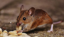 24 Hour & Emergency Exterminators in Keedysville, MD